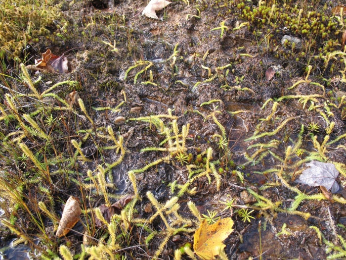 Lycopodiella inundata