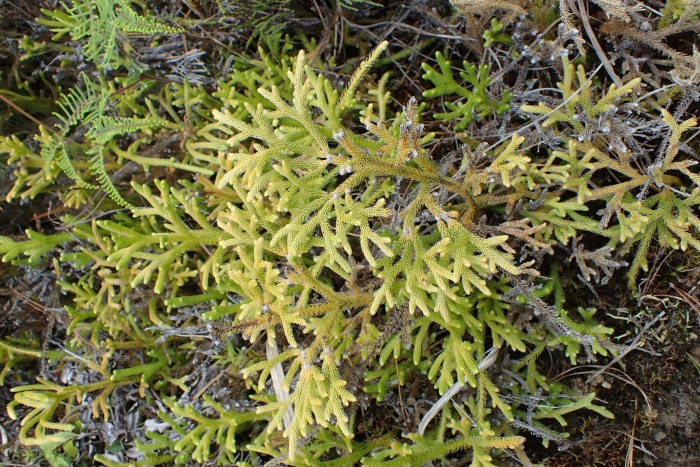 Lycopodiella cernua