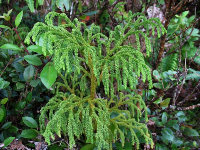 Ликоподиелла заливаемая