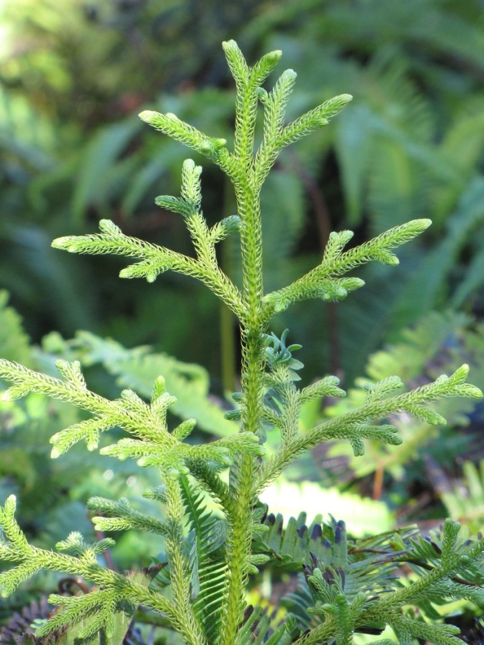 Lycopodium cernuum