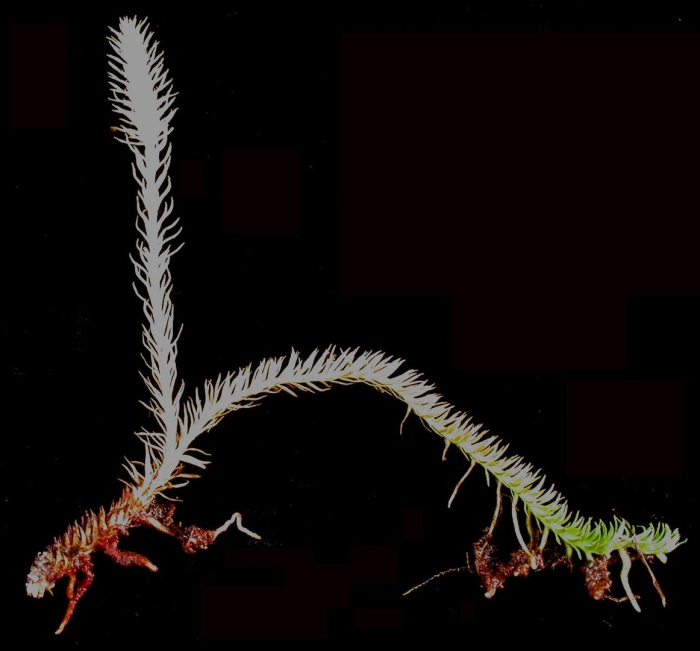 Многощетинковые кольчатые черви