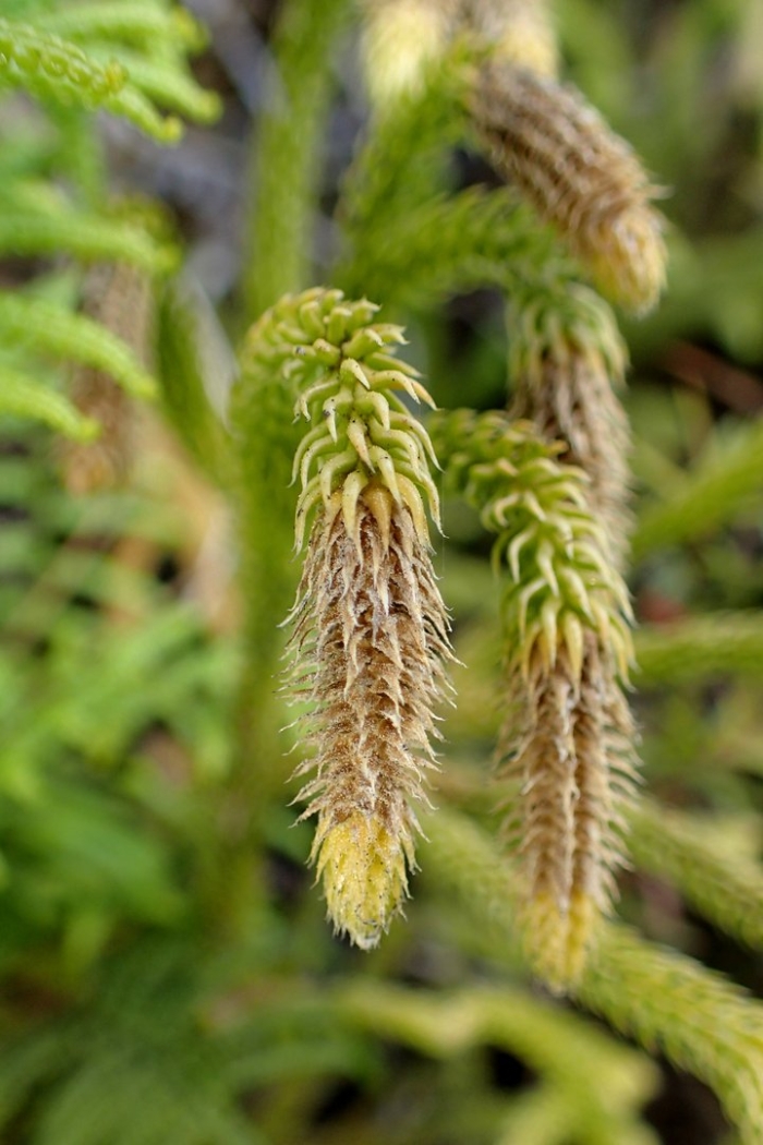 Lycopodiella cernua