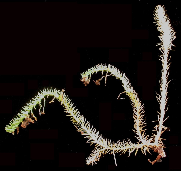 Lycopodium annotinum