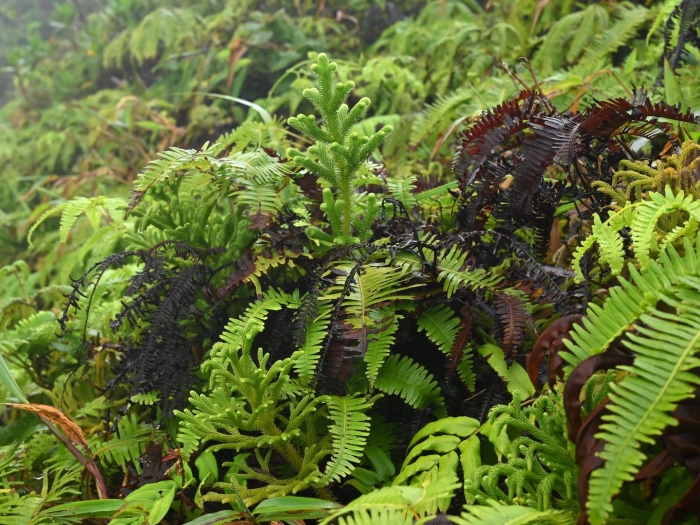 Папоротник neolepisorus truncatus