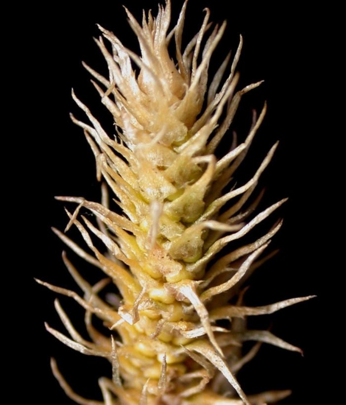 Lycopodium squarrosum