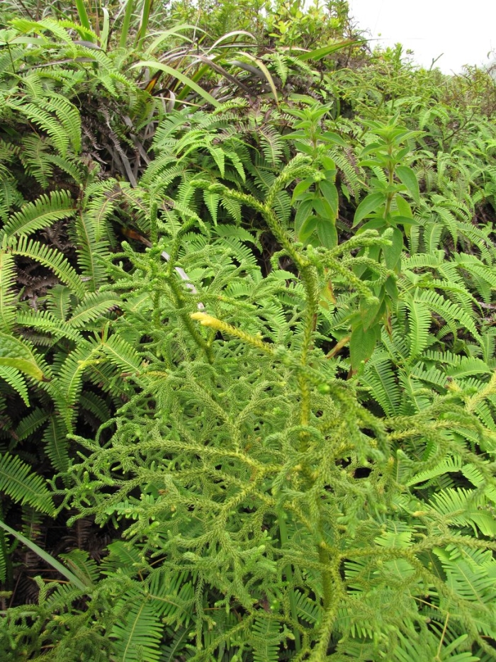 Athyrium filix femina