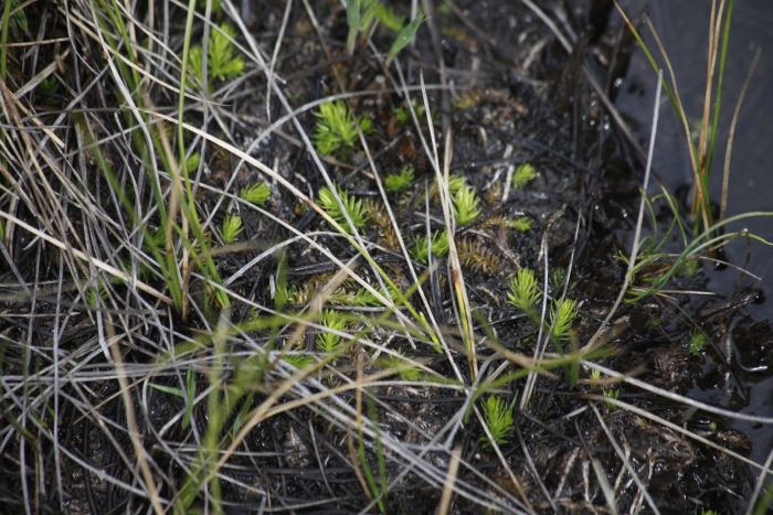 Уруть мутовчатая - myriophýllum verticillátum