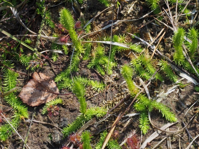 Lycopodiella hydrophila