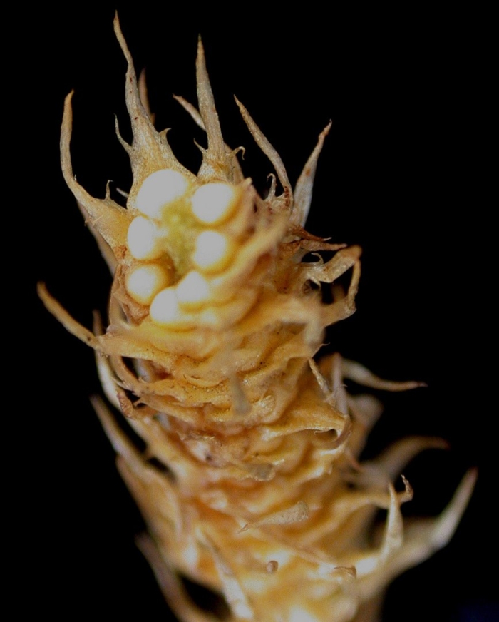 Lycopodiella inundata