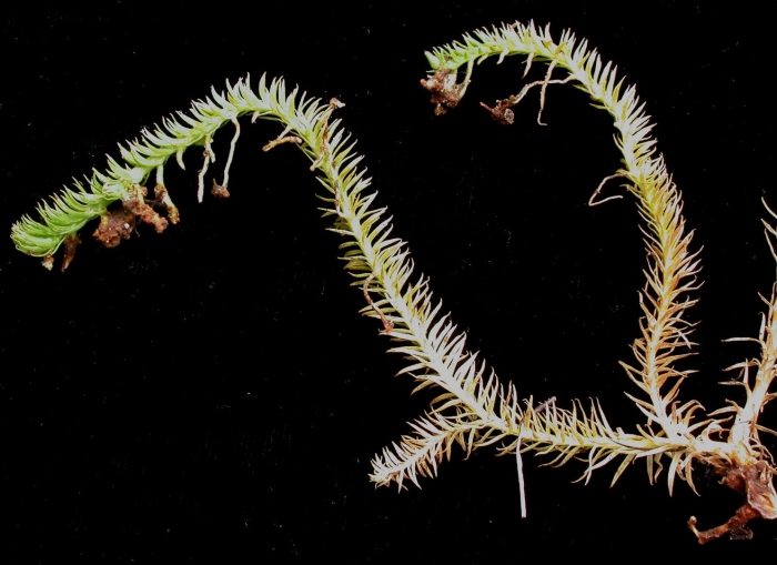 Lycopodium annotinum