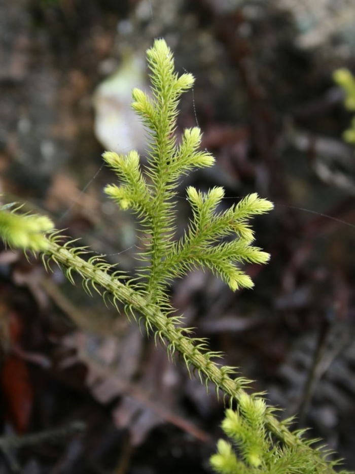 Lycopodiella cernua