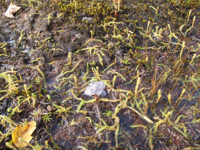 Lycopodiella inundata