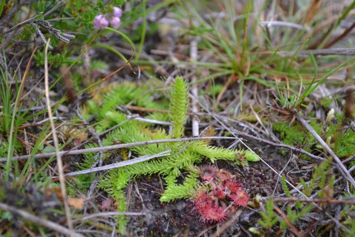 Ликоподиелла заливаемая
