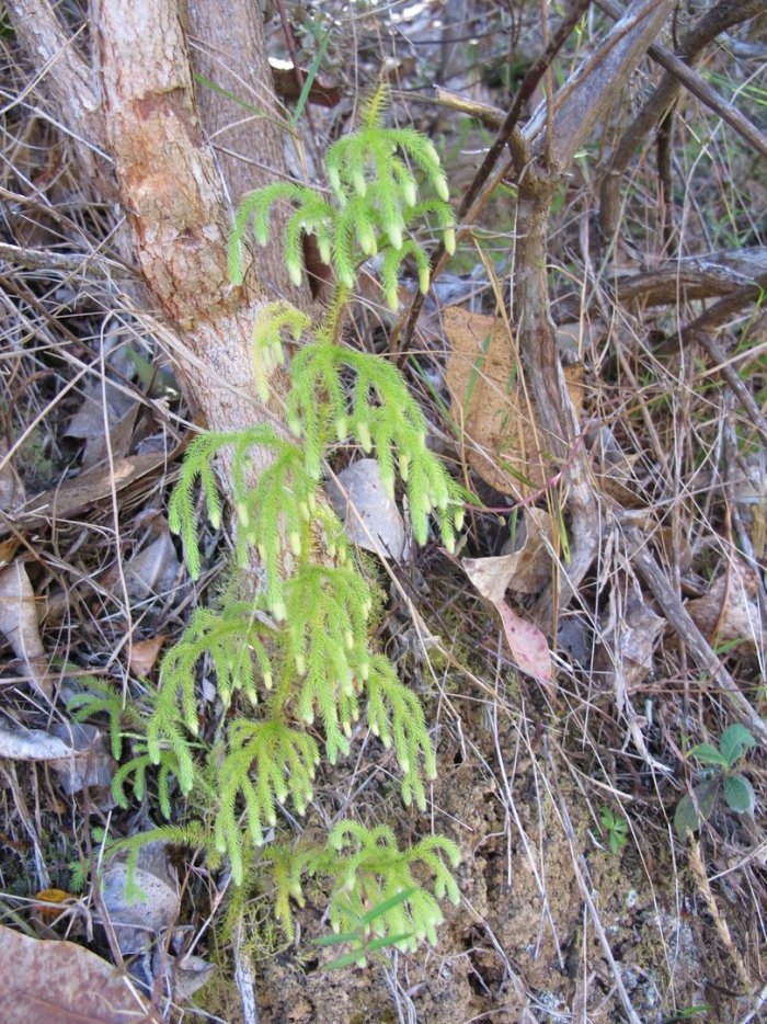 Lycopodiella cernua