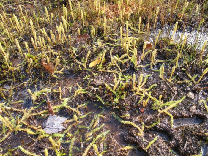 Lycopodiella inundata