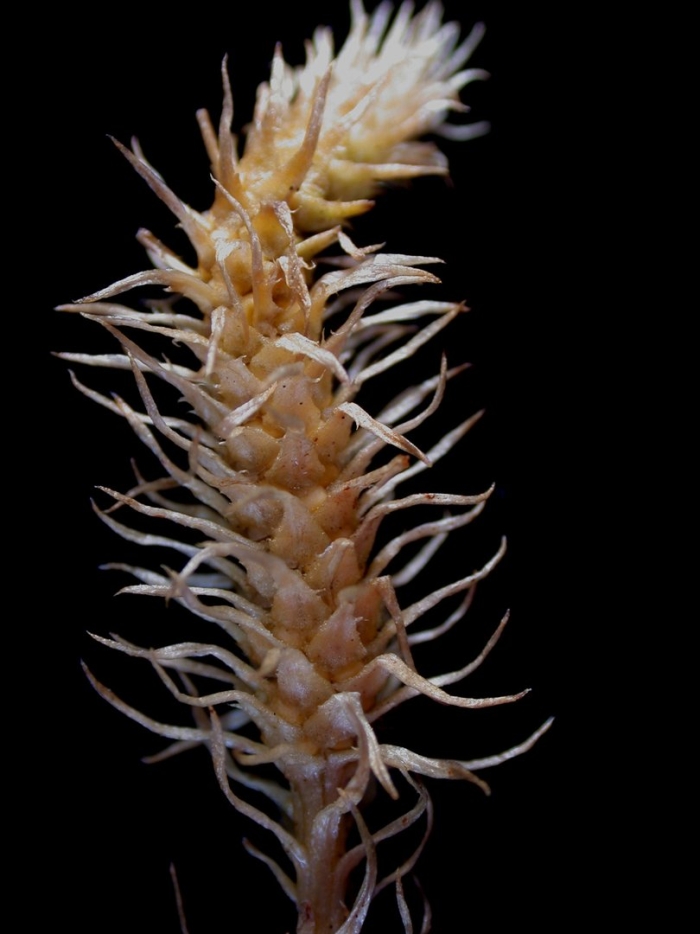 Lycopodiella inundata