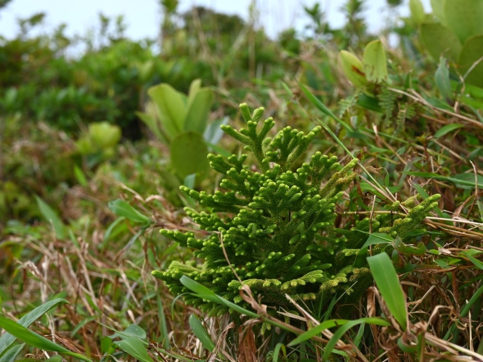 Туевик долотовидный нана