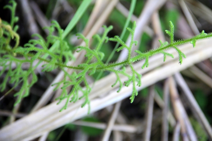 Плаун булавоподібний