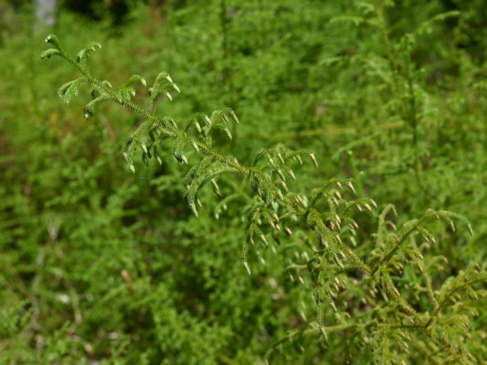 Asparagus setaceus