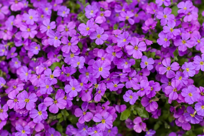 Обриета цветок