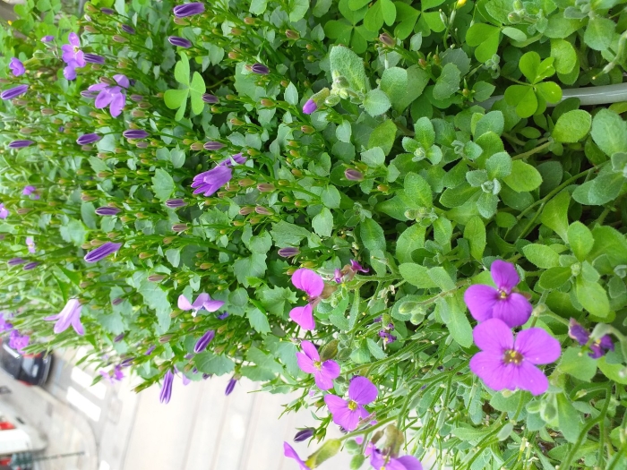 Обриета гибридная