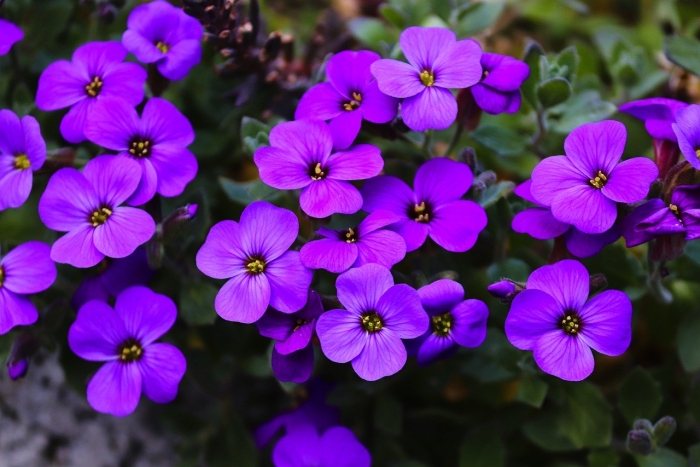 Обриетта гибридная виолет