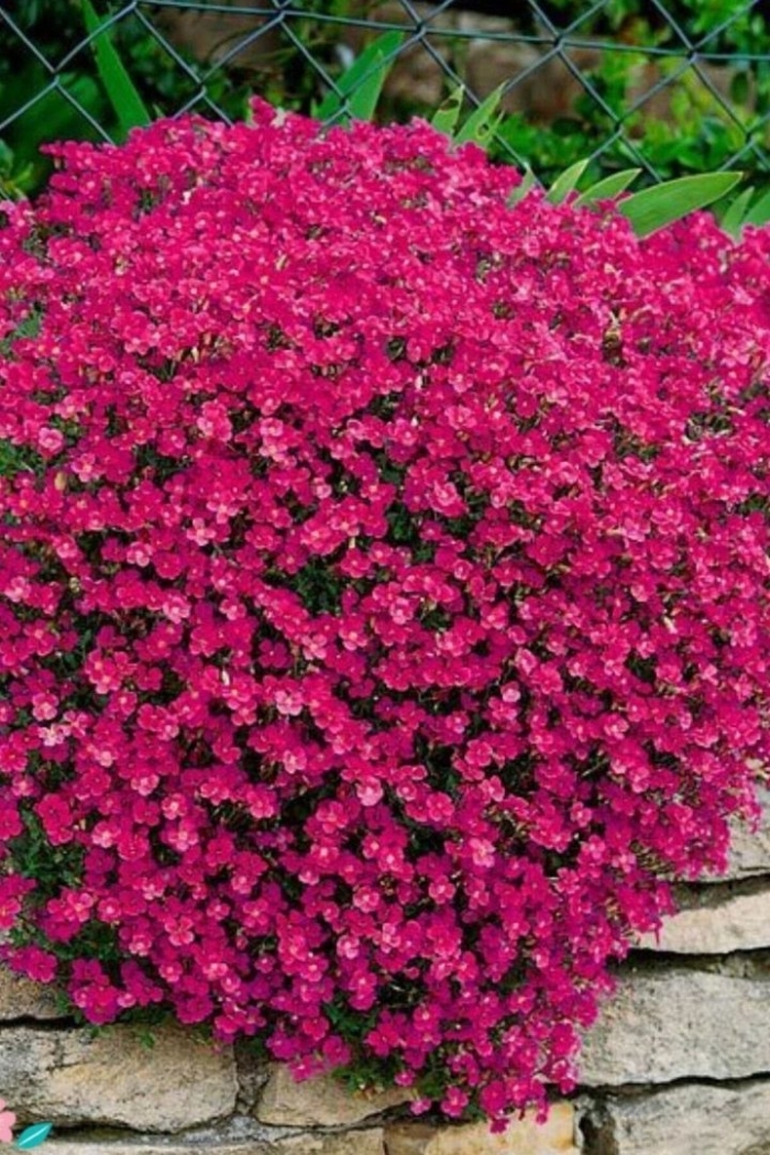 Обриетта гибридная