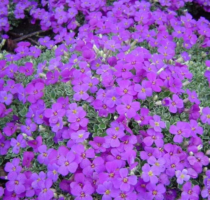 Обриета аубреция