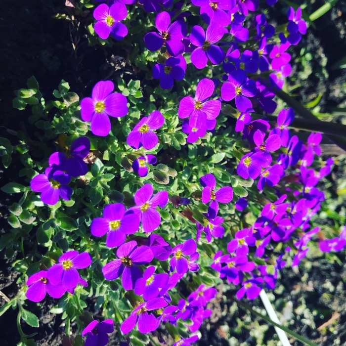 Обриета аубреция