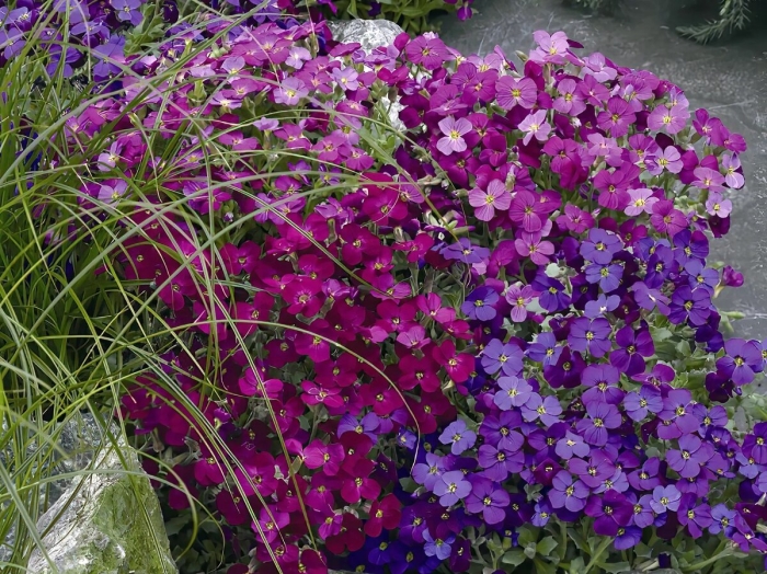 Обриета гибридная