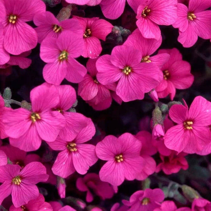 Обриета одри ред