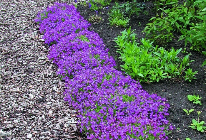 Campanula portenschlagiana
