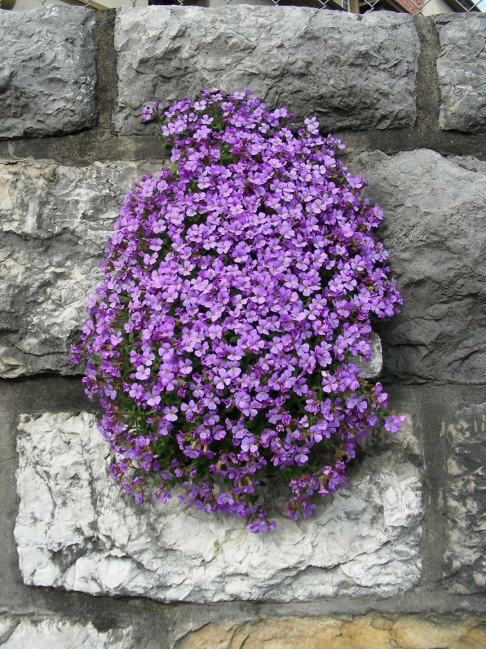 Обриета пурпурный каскад