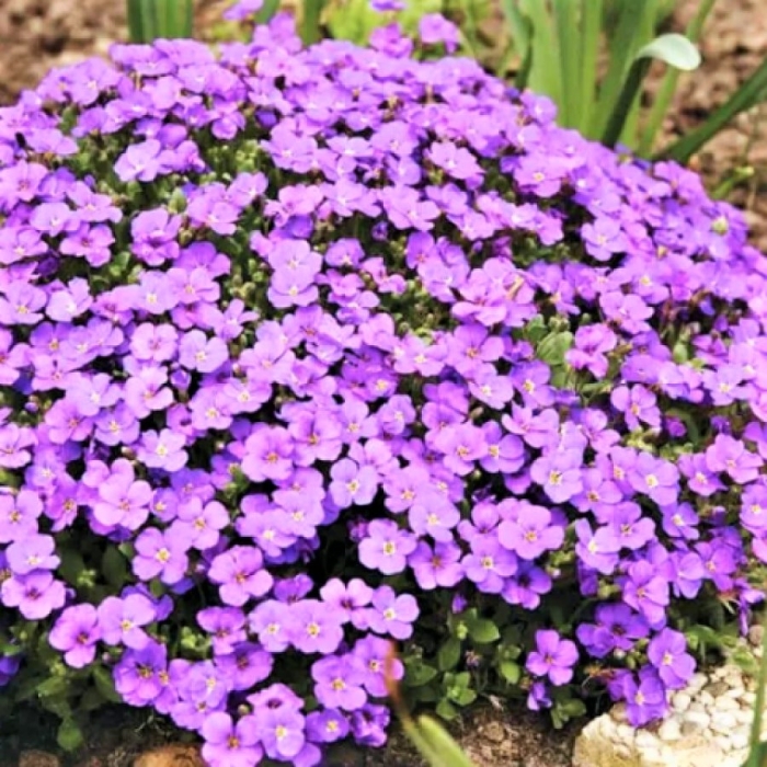 Аубреция гибридная одри