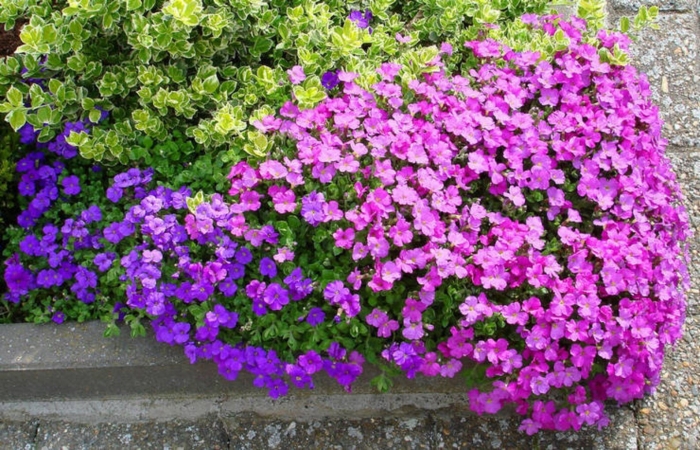 Обриета аубреция