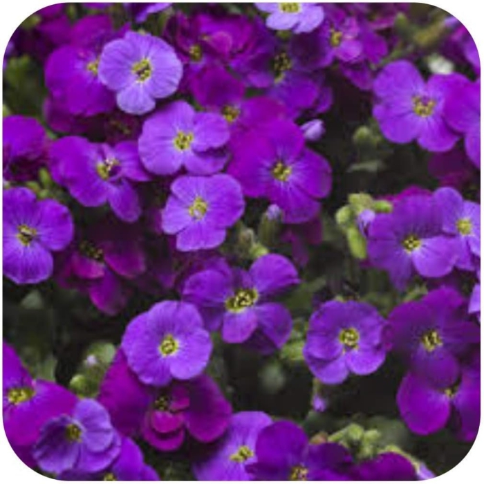 Обриетта одри парпл шейдс