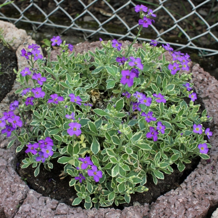 Aubrieta argenteovariegata