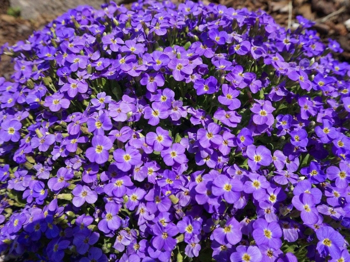 Обриета аубреция