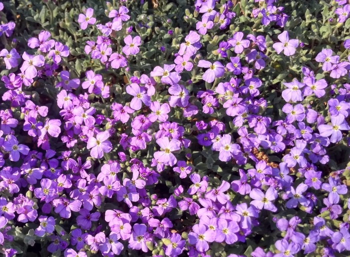 Обриета цветок многолетник