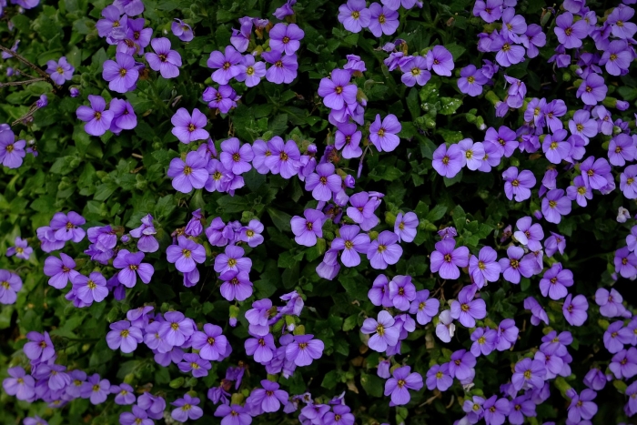 Аубриета гибридная