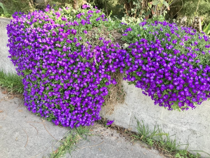 Обриета пурпурный каскад