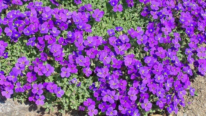 Обриета аубреция многолетняя