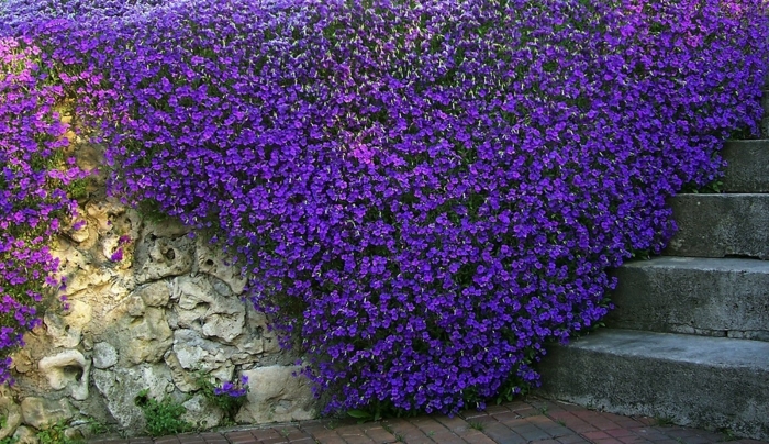 Обриета аубреция многолетняя