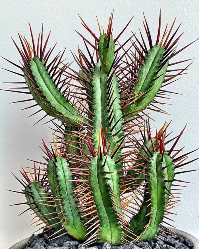 Эуфорбия молочай