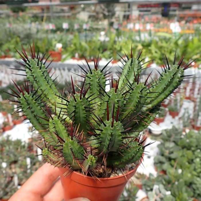 Euphorbia pentagona