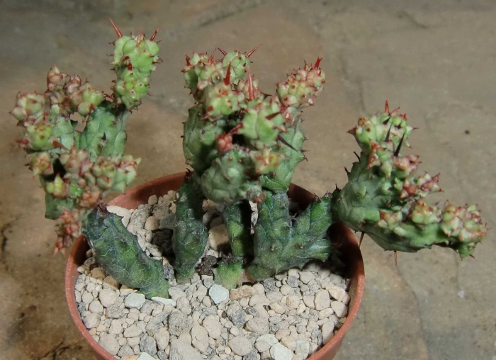 Эуфорбия псевдоглобоза