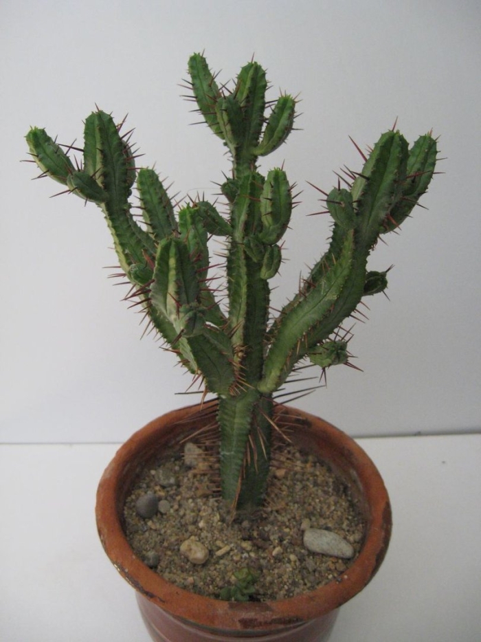 Эуфорбия авасмонтана (euphorbia avasmontana