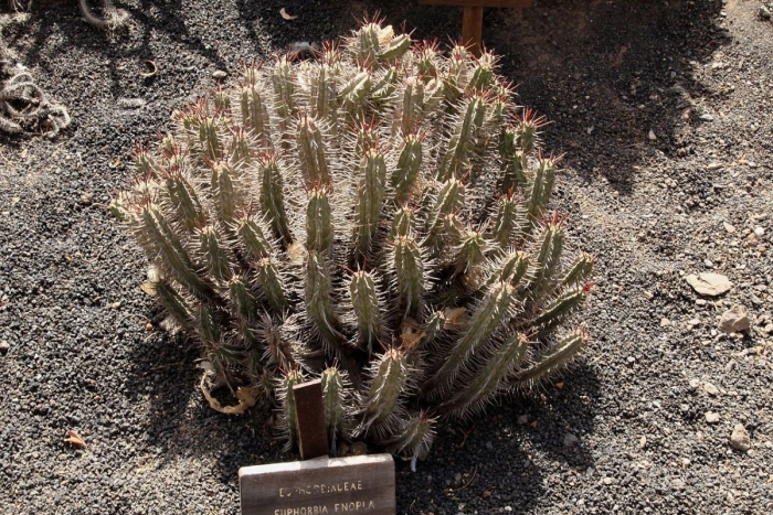 Euphorbia heptagona