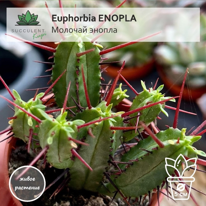 Эуфорбия молочай энопла