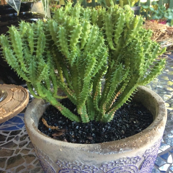 Эуфорбия горгонис